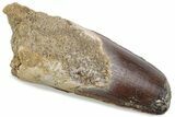 Fossil Spinosaurus Tooth - Feeding Worn Tip #376406-1